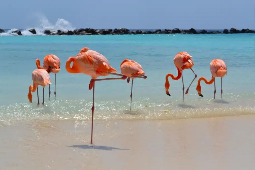 abc islands